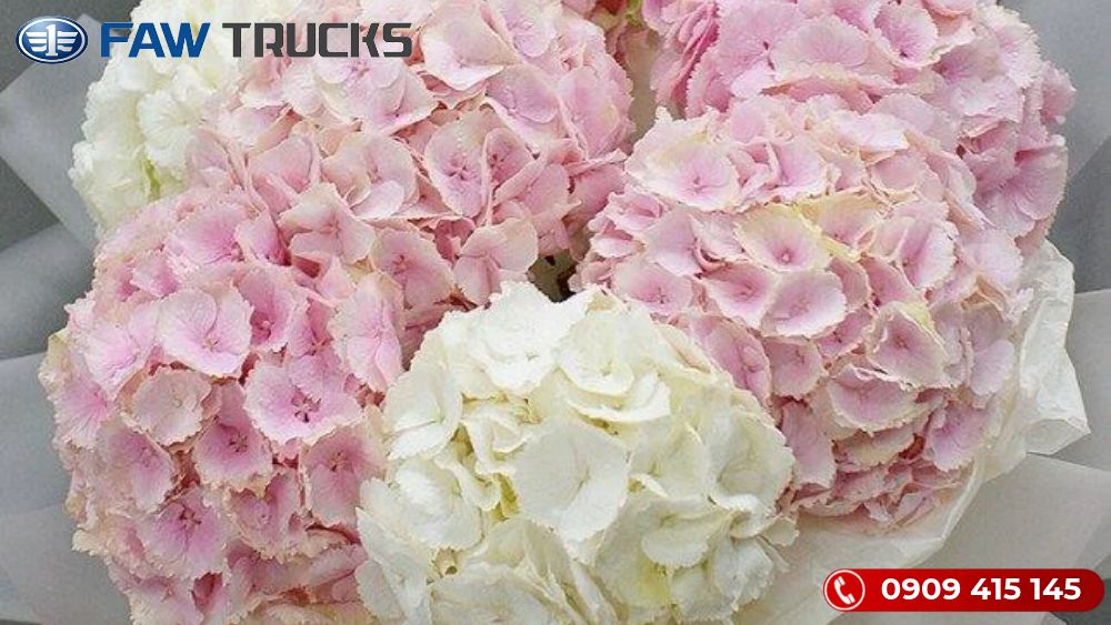 Ngày 20/11: Hoa cẩm Tú Cầu